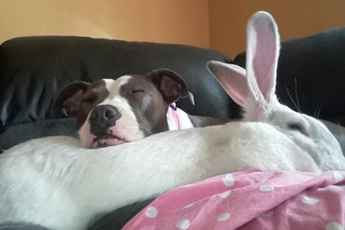 2026年第040期幽默猜测：温暖午睡